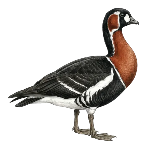 Red-breasted Goose