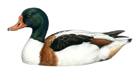 Common Shelduck