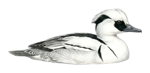 Smew