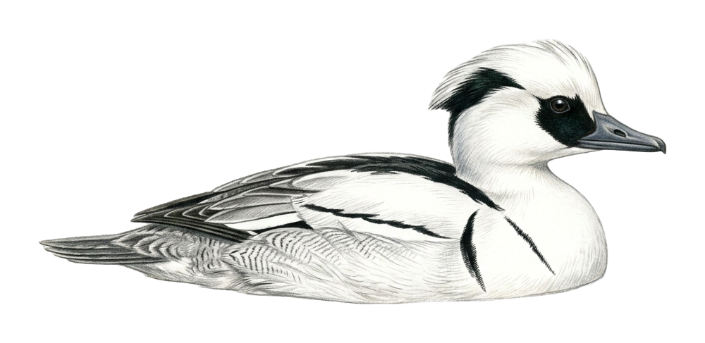 Smew