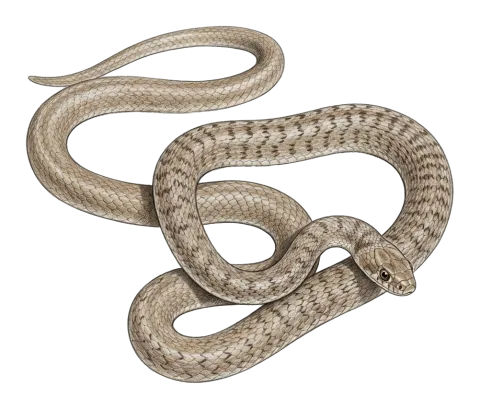 Common Cliff Racer