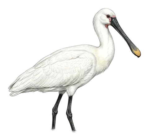 Eurasian Spoonbill