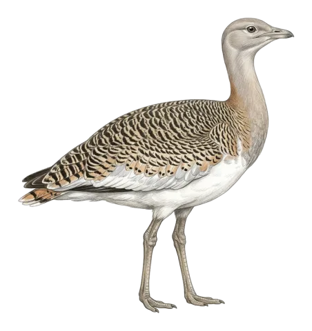 Great Bustard