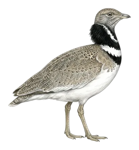 Little Bustard