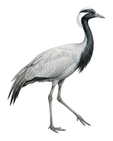 Demoiselle Crane