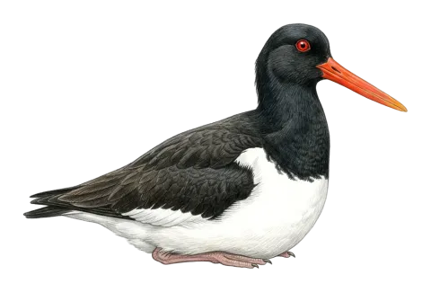 Eurasian Oystercatcher