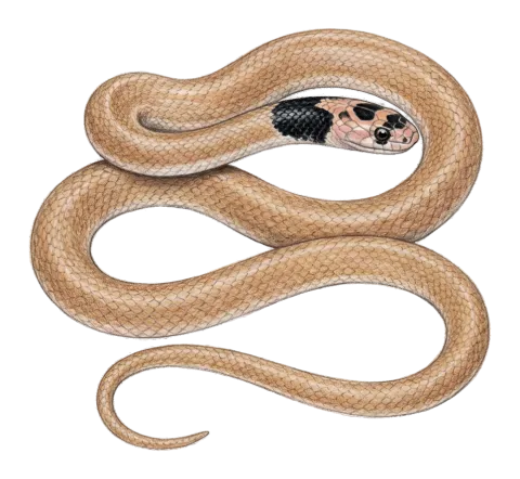 Satunin’s Black-headed Snake