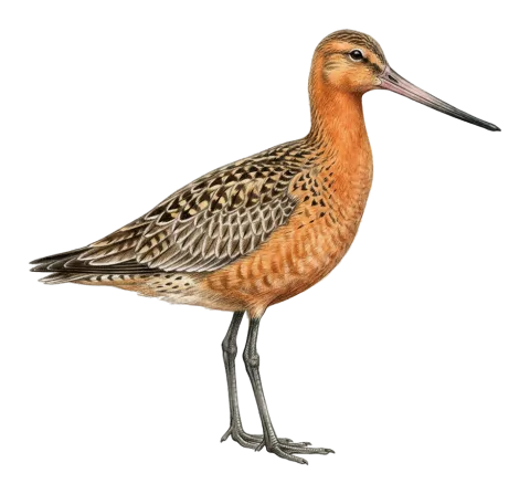 Bar-tailed Godwit
