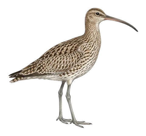 Eurasian Curlew