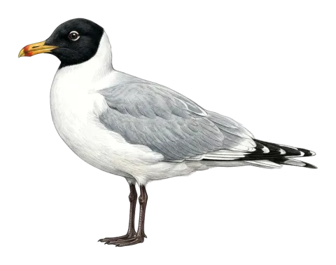 Great Black-headed Gull