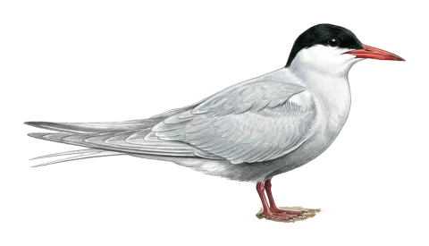 Whiskered Tern