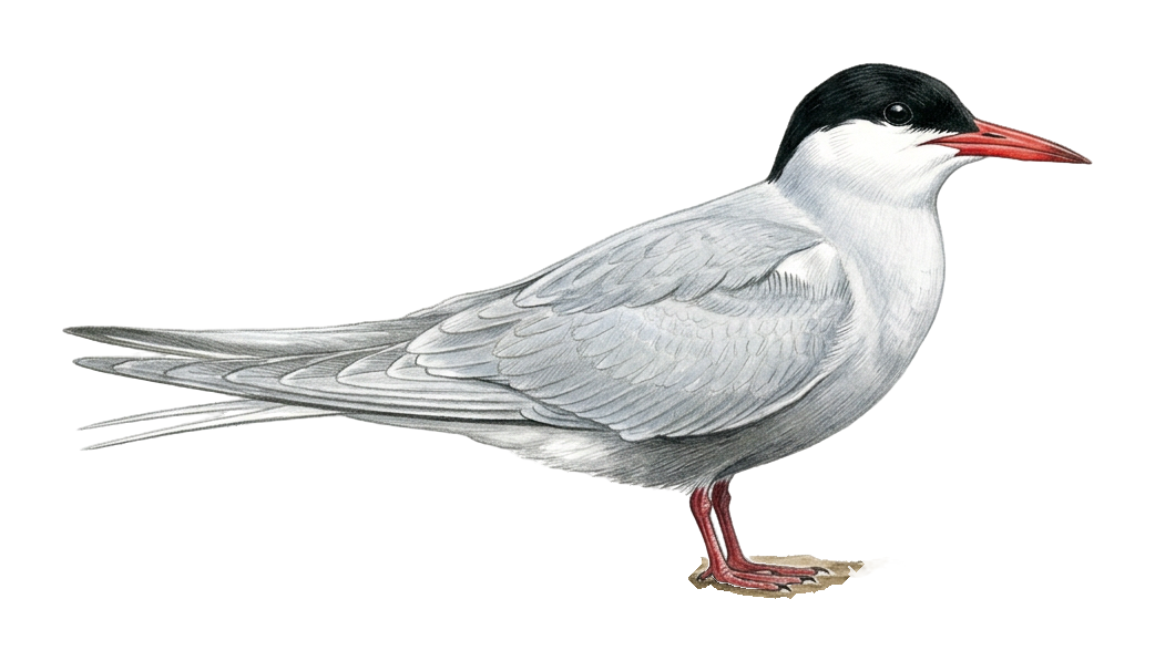 Whiskered Tern