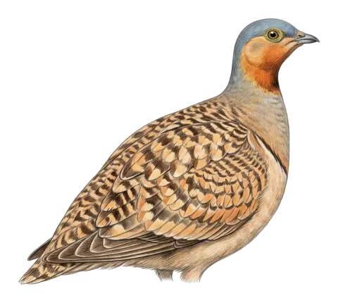 Black-bellied Sandgrouse