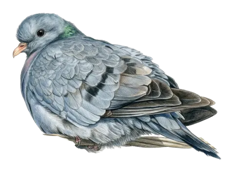 Stock Dove