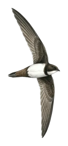 Alpine Swift