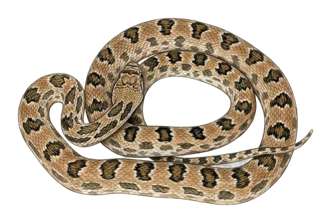 Diadem Snake