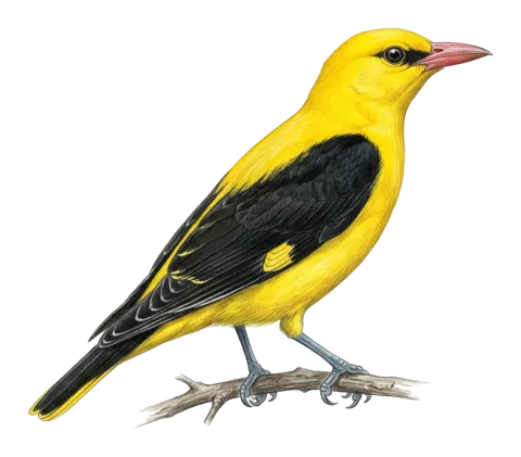 Eurasian Golden Oriole