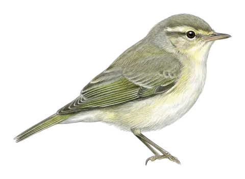 Eastern Bonelli’s Warbler