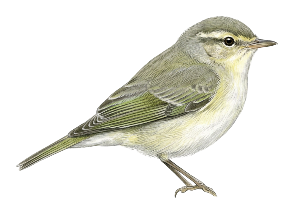 Eastern Bonelli’s Warbler