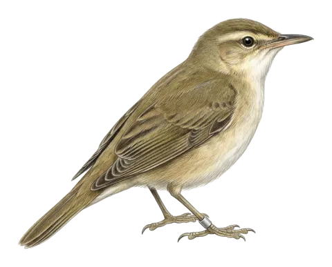 Eurasian Reed Warbler