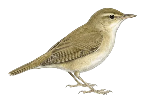 Marsh Warbler