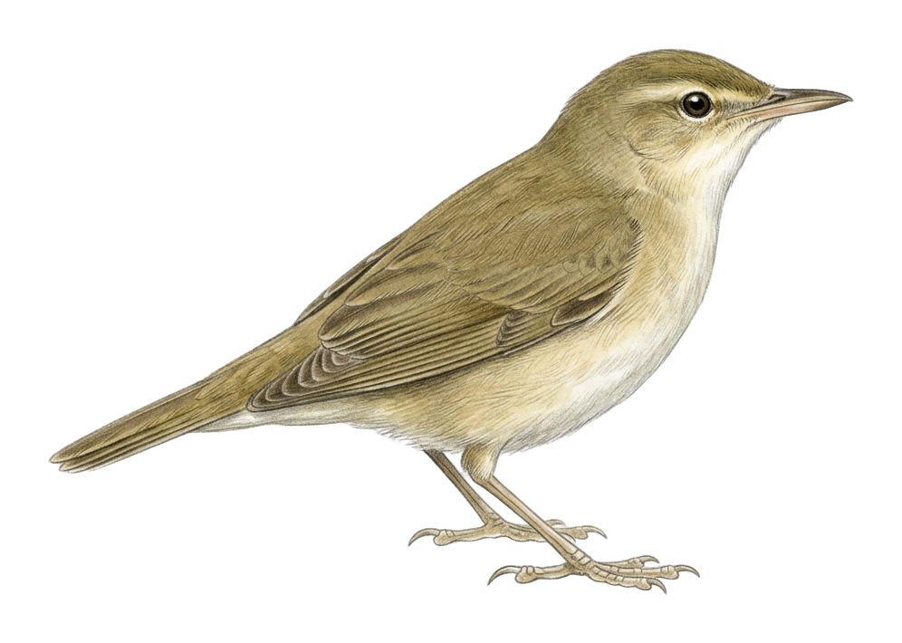 Marsh Warbler