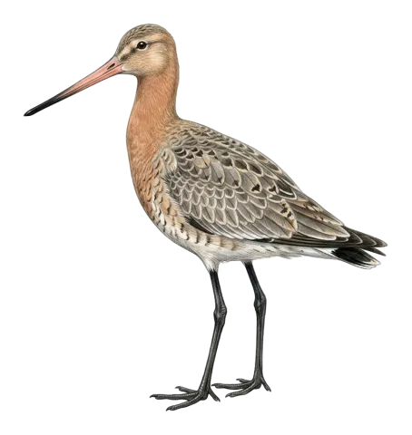 Black-tailed Godwit