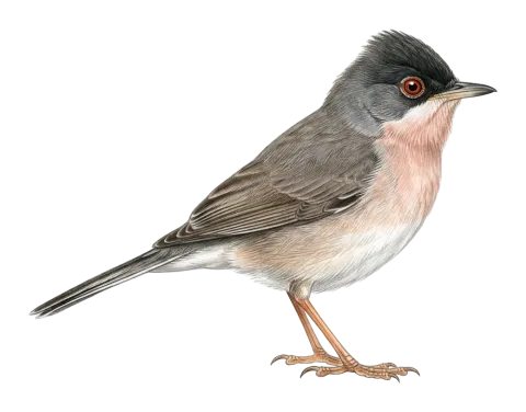 Ménétries’s Warbler