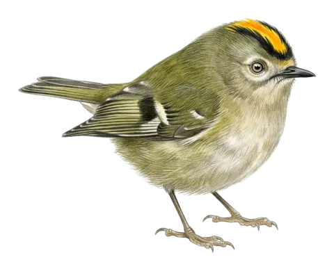 Goldcrest