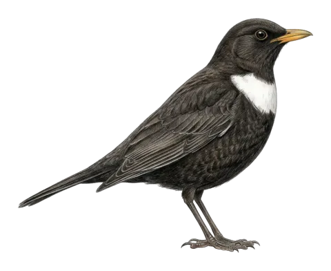 Ring Ouzel