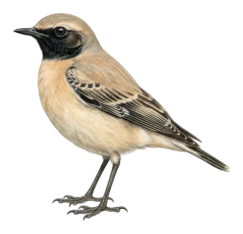 Desert Wheatear