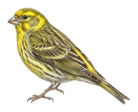 European Serin