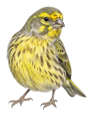 Syrian Serin