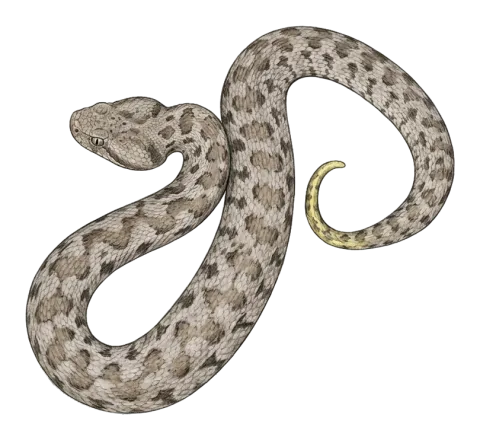 Blunt-nosed Viper or Lebetine Viper