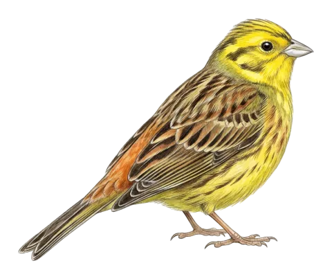 سوڕەی لیمۆیی