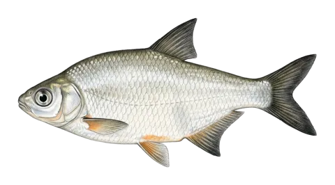 Mesopotamian bream, Tigris bream