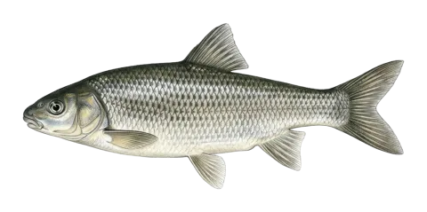 Levantine scraper, Mesopotamian barb