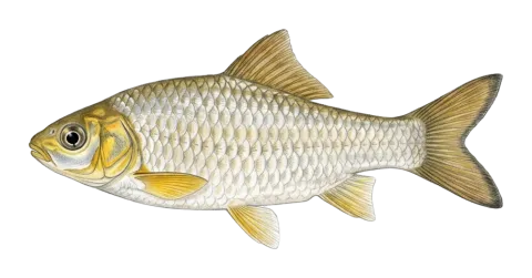 Mesopotamian himri