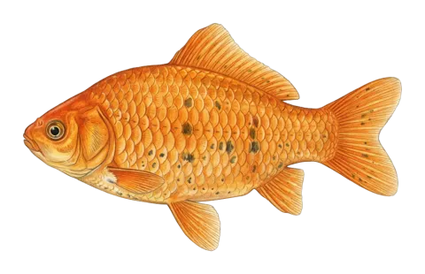 Goldfish