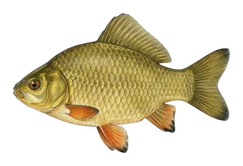 Crucian carp (Invasive species)