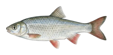 brond-snout, Mesopotamian nase