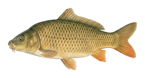 Common carp