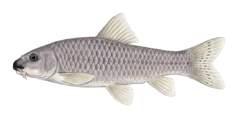 Red garra, doctor fish, nibble fish