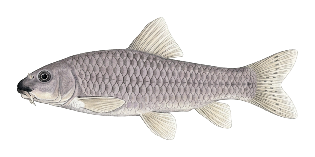Red garra, doctor fish, nibble fish