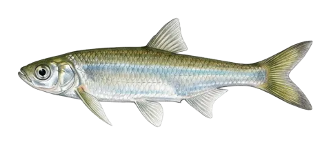 Sharpbelly, wild carp