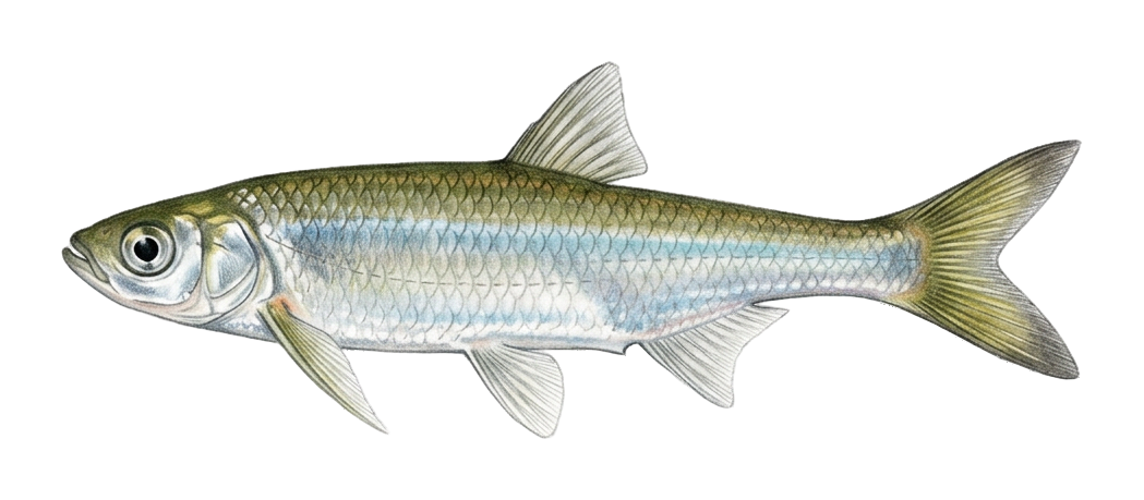 Sharpbelly, wild carp