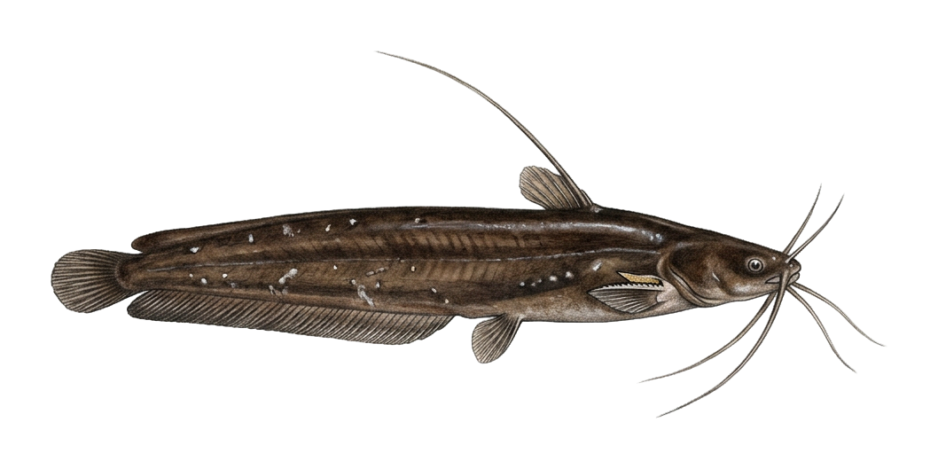 Asian stinging catfish, fossil cat
