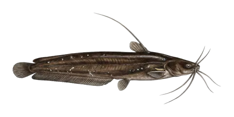 Asian stinging catfish, fossil cat