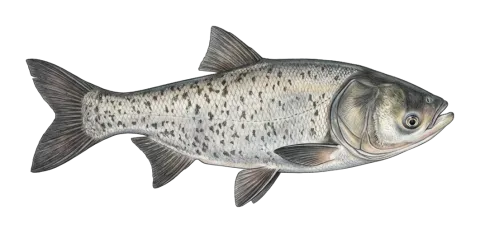 Bighead carp