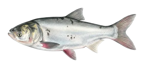 Silver carp, silverfin